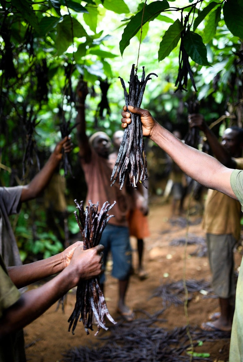 Vanilla Pods(Ugandan) 14-16cm Grade A - Gourmet Beans - High Vanillin